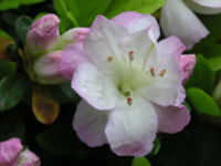 写真「ツツジ〔躑躅〕の花」