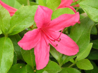 写真「ツツジ〔躑躅〕の花」