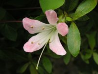 写真「ツツジ〔躑躅〕の花」