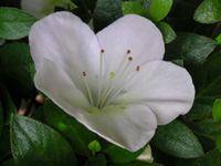 写真「ツツジ〔躑躅〕の花」