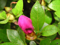 写真「ツツジ〔躑躅〕の花」