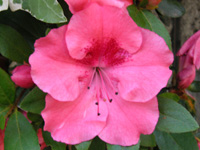 写真「ツツジ〔躑躅〕の花」