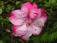 写真「ツツジ〔躑躅〕の花」