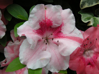 写真「ツツジ〔躑躅〕の花」