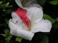 写真「ツツジ〔躑躅〕の花」