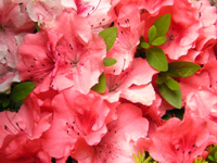 写真「ツツジ〔躑躅〕の花」