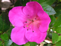 ツツジ〔躑躅〕の花（写真）