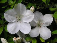 写真「ツツジ〔躑躅〕の花」