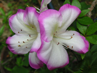 写真「ツツジ〔躑躅〕の花」