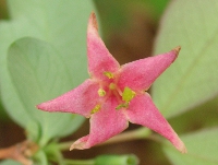 ウグイスカグラ〔鶯神楽〕の花（写真）