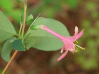ウグイスカグラ〔鶯神楽〕の花（写真）