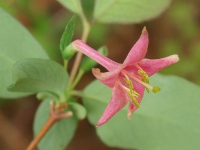 ウグイスカグラ〔鶯神楽〕の花（写真）
