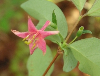 ウグイスカグラ〔鶯神楽〕の花（写真）