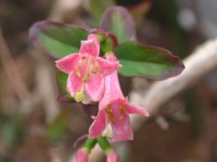 ウグイスカグラ〔鶯神楽〕の花（写真）