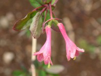 ウグイスカグラ〔鶯神楽〕の花（写真）