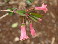 ウグイスカグラ〔鶯神楽〕の花（写真）