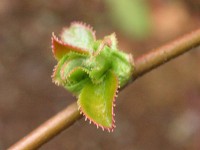 ウグイスカグラ〔鶯神楽〕の花（写真）