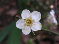 写真「ウメ〔梅〕の花」