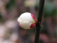 写真「ウメ〔梅〕の花」