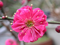 写真「ウメ〔梅〕の花」