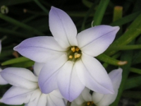 ハナニラ〔花韮〕の花（写真）