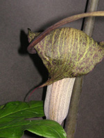 ウラシマソウ〔浦島草〕の花の写真