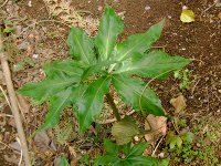 ウラシマソウ〔浦島草〕の葉（写真）