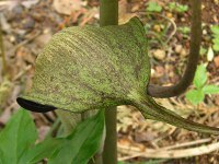 ウラシマソウ〔浦島草〕の花の写真