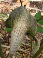 ウラシマソウ〔浦島草〕の花の写真