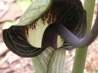 ウラシマソウ〔浦島草〕の花の写真