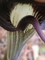 ウラシマソウ〔浦島草〕の花の写真
