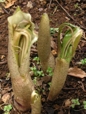 ウラシマソウ〔浦島草〕の花の写真