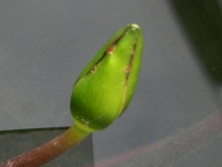 スイレン〔睡蓮〕の花「アフター・グロウ」（写真）