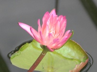 スイレン〔睡蓮〕の花「アフター・グロウ」（写真）