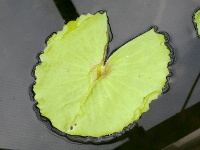 スイレン〔睡蓮〕の葉「アフター・グロウ」（写真）