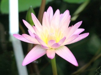 スイレン〔睡蓮〕の花「アフター・グロウ」（写真）