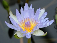 スイレン〔睡蓮〕の花「ブルー・スモーク」（写真）