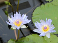 スイレン〔睡蓮〕の花「ブルー・スモーク」（写真）