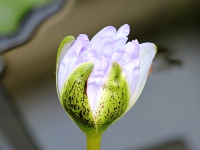 スイレン〔睡蓮〕の花「ブルー・スモーク」（写真）