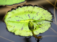 スイレン〔睡蓮〕の花「ブルー・スモーク」（写真）