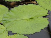 スイレン〔睡蓮〕の葉「ブルー・スモーク」（写真）