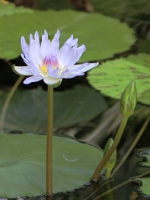 スイレン〔睡蓮〕の花「ブルー・スモーク」（写真）