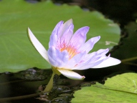 スイレン〔睡蓮〕の花「ブルー・スモーク」（写真）