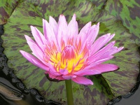 スイレン〔睡蓮〕の花「イブリン・ランディグ」（写真）