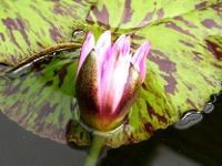 スイレン〔睡蓮〕の花「イブリン・ランディグ」（写真）