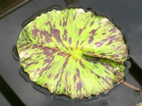 スイレン〔睡蓮〕の葉「イブリン・ランディグ」（写真）