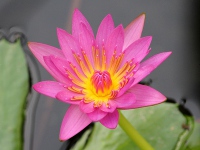 スイレン〔睡蓮〕の花「ジェネラル・パーシング」（写真）