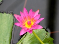 スイレン〔睡蓮〕の花「ジェネラル・パーシング」（写真）