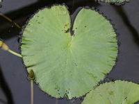 スイレン〔睡蓮〕の葉「ジェネラル・パーシング」（写真）