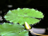 スイレン〔睡蓮〕の花「ピンク・プラッター」（写真）
